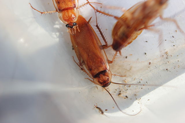 Взрослые самцы туркменского таракана