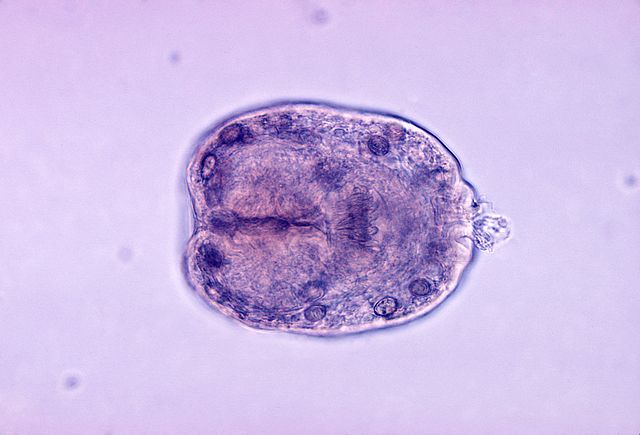 Echinococcus granulosus