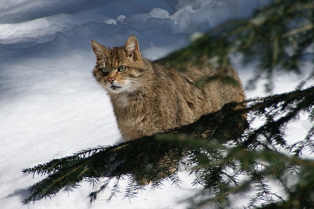 Среднеевропейский лесной кот
