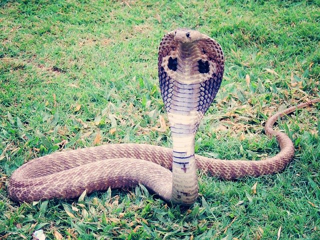 Королевская кобра