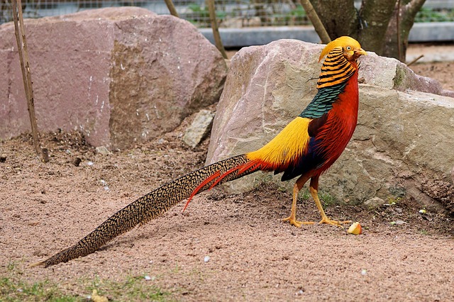 Самец золотого фазана