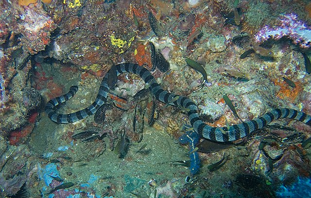 Морская змея (кольчатый плоскохвост)