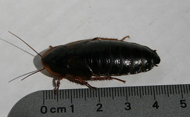 Аргентинский таракан самка