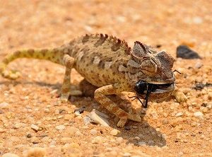 Корм для хамелеона