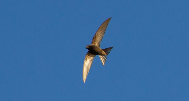 Стриж – самая быстрая птица в мире, скорость полета