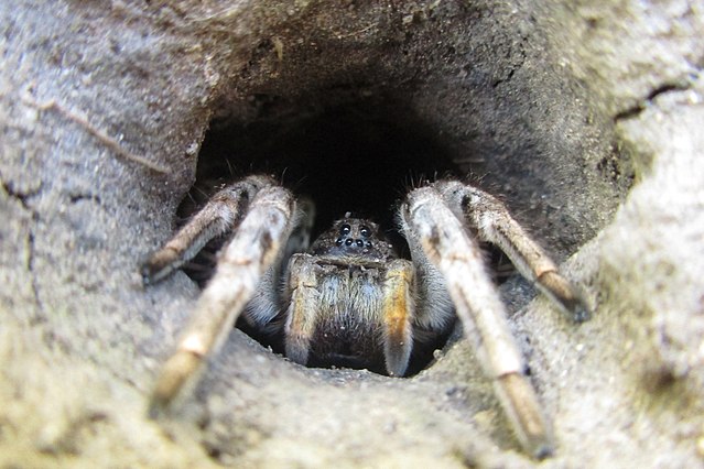 spider lycosa singoriensis