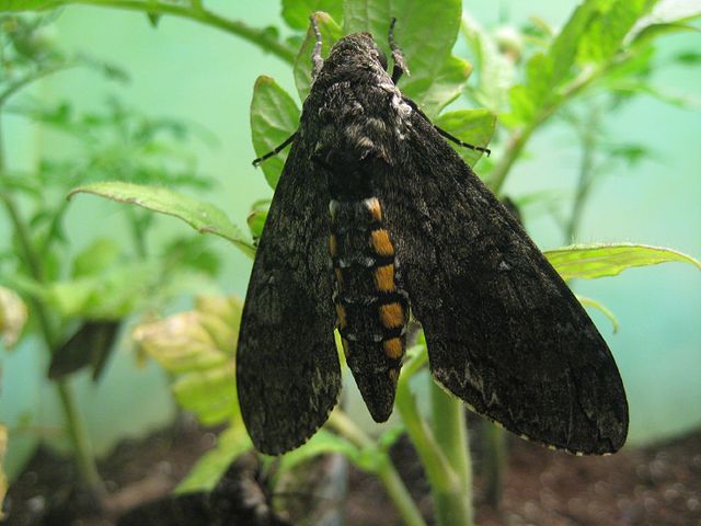 Табачный бражник - гусеница, бабочка, фото, чем питается