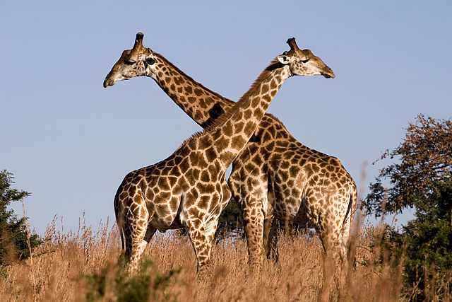 Стоковые векторные изображения по запросу Жирафы африка