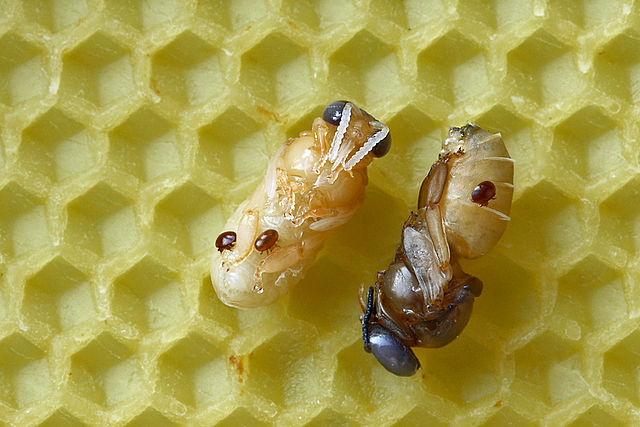 Клещи на куколках пчел