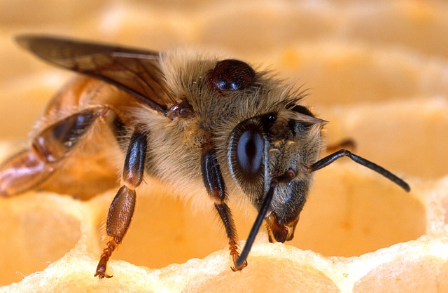 Клещ на пчеле