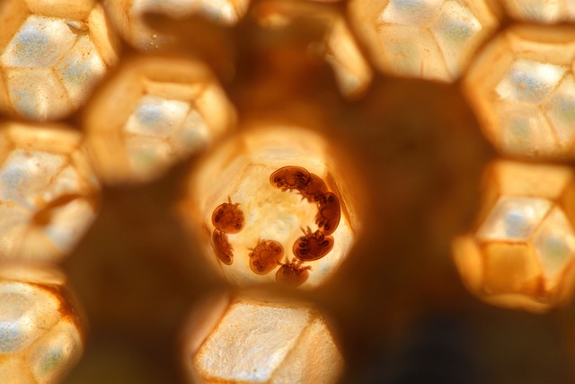 Клещи в пчелиных сотах