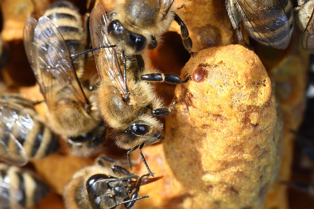 Клещ на пчелином расплоде