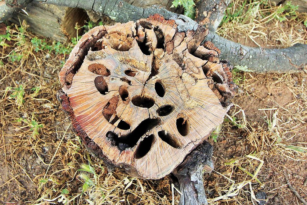 Ходы личинок большого дубового усача в древесине
