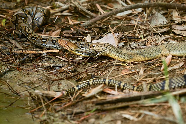 Королевская кобра убивает сетчатого питона