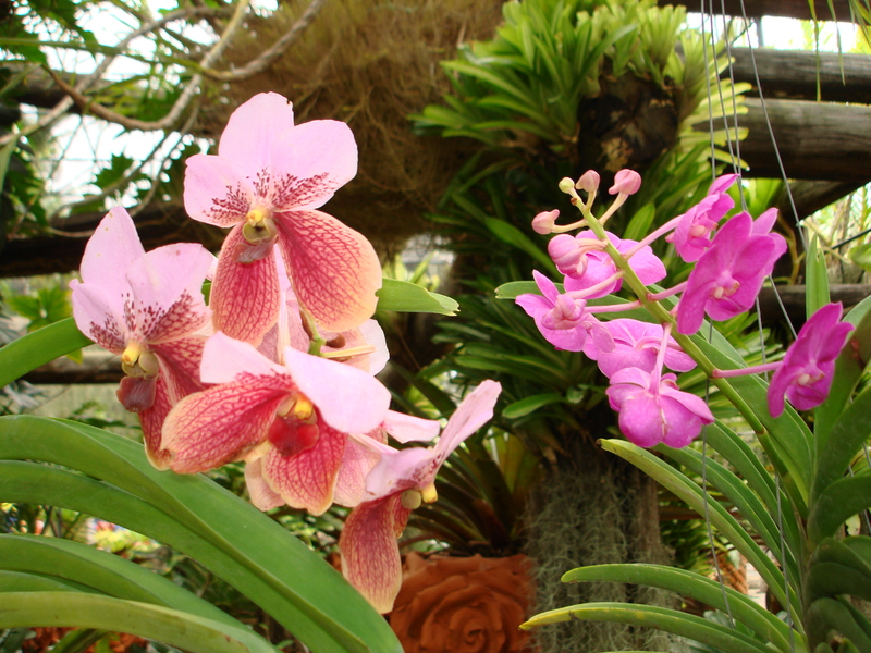 Орхидеи в саду