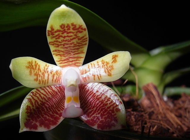 Орхидея Phalaenopsis inscriptiosinensis