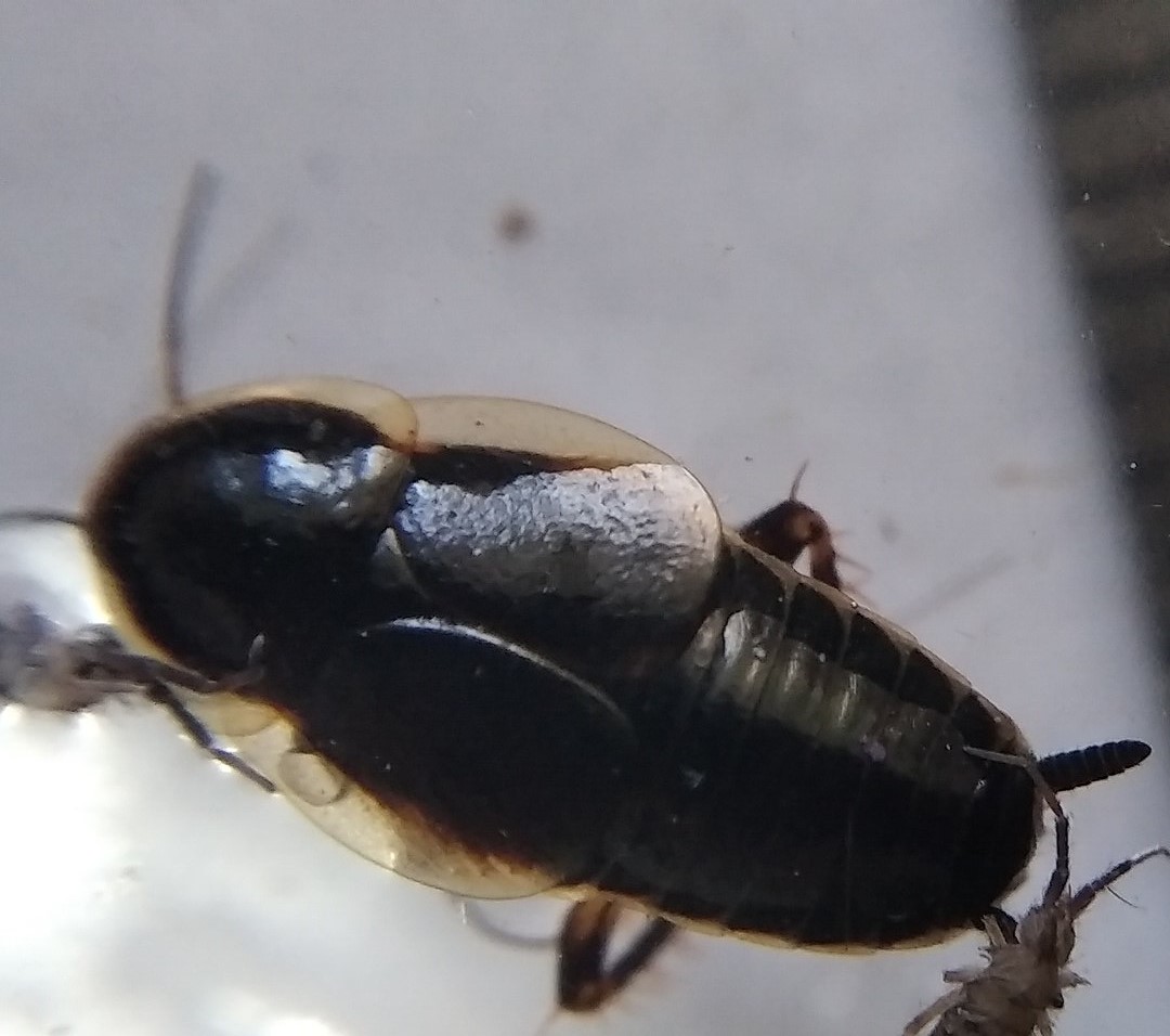 Пятнистый таракан (Phyllodromica maculata): фото, описание