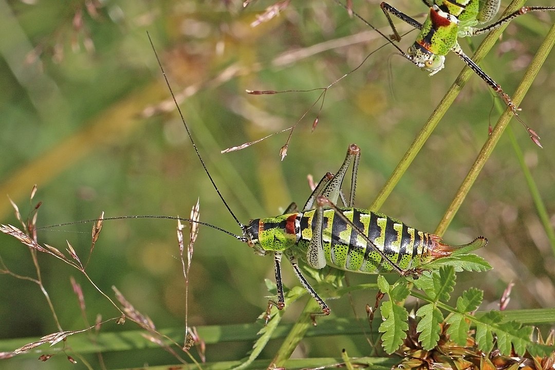 Liosceles thoracicus)