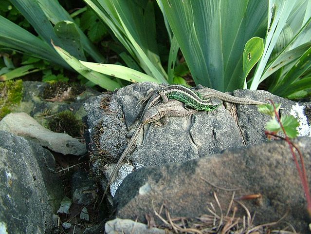 Самец и самка прыткой ящерицы